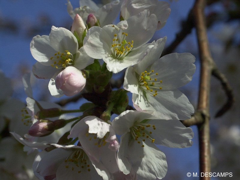 15 Graines De Merisier (Prunus Avium) - Arbre Fruitier Et Forestier, Porte-greffe Pour Cerisiers - Hauteur Jusqu'à 25 M, Rustique
