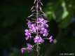 Epilobium angustifolium, l'épilobe à feuilles étroites 2