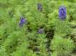 Aconitum napellus vulgare = A. compactum