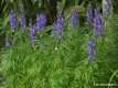 Aconitum napellus, l'aconit napel