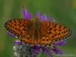 Argynnis aglaja, le grand nacré