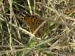 Argynnis aglaja, le grand nacré - Revers