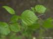 Betula pubescens, le bouleau pubescent 1