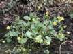 Caltha palustris, le caltha des marais