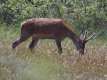 Cervus elaphus, le cerf élaphe 1