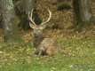 Cervus elaphus, le cerf élaphe 2