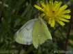 Colias palaeno, le Solitaire