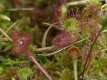 Drosera rotundifolia, le Rossolis à feuilles rondes 1