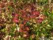 Drosera rotundifolia, le Rossolis à feuilles rondes 2