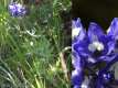 Delphinium elatum, la dauphinelle élevée ou pied d'alouette élevé