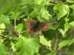 Erebia euryale, Petit nègre 1