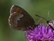 Erebia euryale, Petit nègre 2