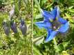 Gentiana acaulis, Gentiane acaule 1