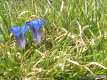 Gentiana acaulis, Gentiane acaule 2