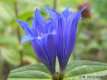 Gentiana ascelpiadea, la gentiane à feuilles d'ascépiade 2