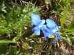 Gentiana verna, gentiane printannière 1