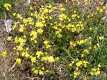 Helianthemum canum, l'hélianthème blanchâtre