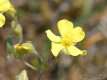 Helianthemum canum, l'hélianthème blanchâtre