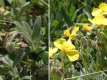 Helianthemum nummularium, l'hélianthème nummulaire