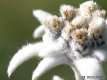 Leontopodium alpinum, l'edelweiss 1