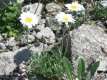 Leucanthemopsis alpina (= Leucanthemum alpinum), la marguerite des Alpes 1