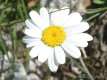 Leucanthemopsis alpina (= Leucanthemum alpinum), la marguerite des Alpes