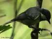 Parus ater, Mésange noire 2