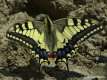 Papilio machaon, le Machaon 1