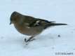 Fringilla coelebs, le pinson des arbres 1