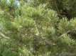 Pinus cembra, le pin cembro ou arolle 1