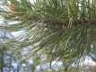 Pinus cembra, le pin cembro ou arolle 2