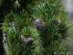 Pinus cembra, le pin cembro ou arolle 3