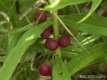 Polygonatum verticillatum, le Sceau de Salomon verticillé 2