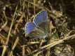 Polyommatus eros, l'azuré de l'oxytropide ou azuré d'Eros