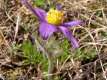 Pulsatilla vulgaris, la pulsatille commune