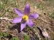 Pulsatilla vulgaris, la pulsatille commune