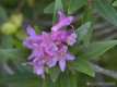 Rhodondendron ferrugineum, le rhododendron ferrugineux 1 - Fleur