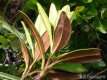 Rhododendron ferrugineum, le rhododendron ferrugineux 4