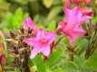 Rhododendron hirsutum, le rhododendron cilié 2