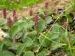 Salix reticulata, saule reticulé 1