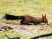 sciurus vulgaris, écureuil roux - L'hiver, en plus de sa tenue plus sombre, l'ecureuil roux arbore des touffes de poils au sommet des oreilles.