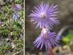 Soldanella alpina, la sodanelle des Alpes 1