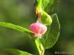 Vaccinium myrtillus 3