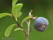 Vaccinium ulginosum, l'airelle des marais 2