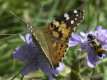 Vanessa cardui, belle dame 2