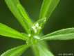 Galium aparine, Rubiac&eacute;es 2