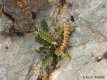 Asplenium ceterach