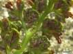 Asplenium rutamuraria 2