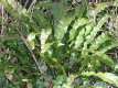Asplenium scolopendrium 1