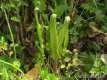 Asplenium scolopendrium 3